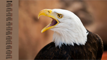 обоя календари, животные, голова, птица