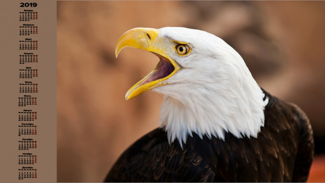Обои картинки фото календари, животные, голова, птица
