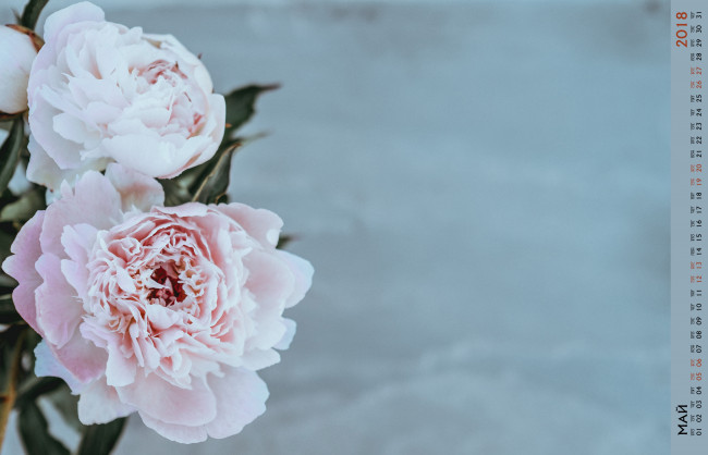 Обои картинки фото календари, цветы, бутон