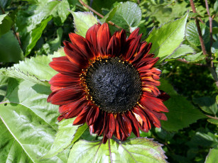 Картинка цветы подсолнухи макро