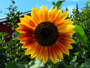 Картинка цветы подсолнухи макро