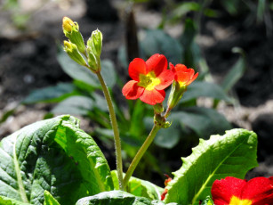 Картинка цветы примулы первоцвет