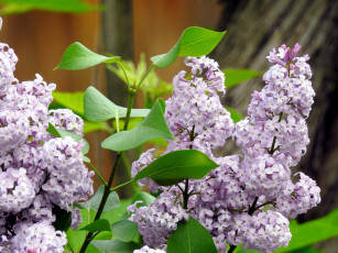 Картинка цветы сирень ветка