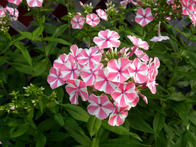 Обои картинки фото цветы, флоксы, соцветие