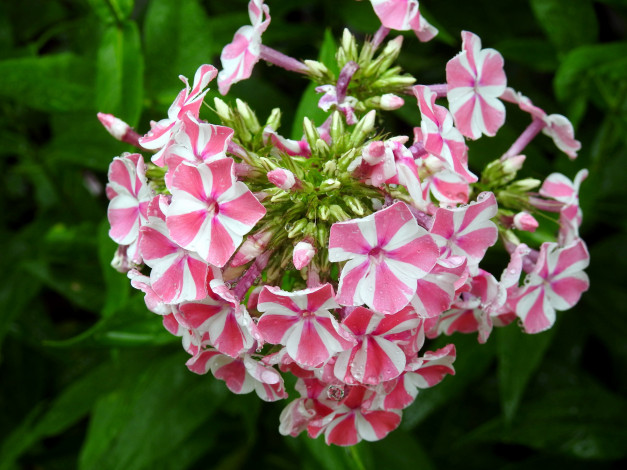 Обои картинки фото цветы, флоксы, соцветие