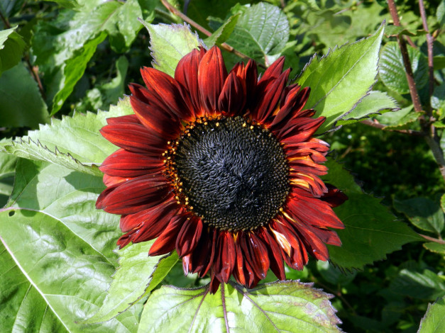 Обои картинки фото цветы, подсолнухи, макро