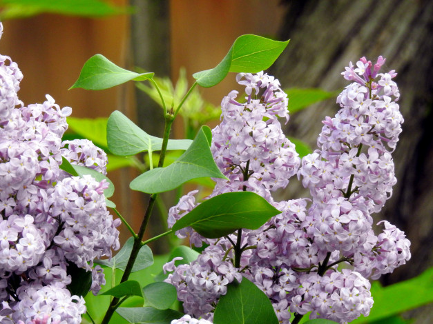 Обои картинки фото цветы, сирень, ветка