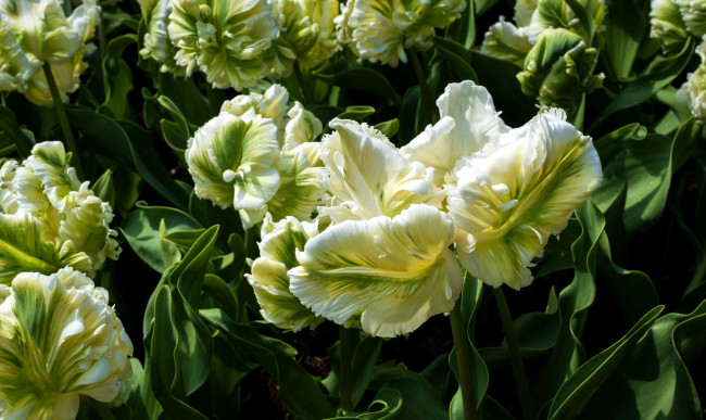 Обои картинки фото цветы, тюльпаны, бутоны