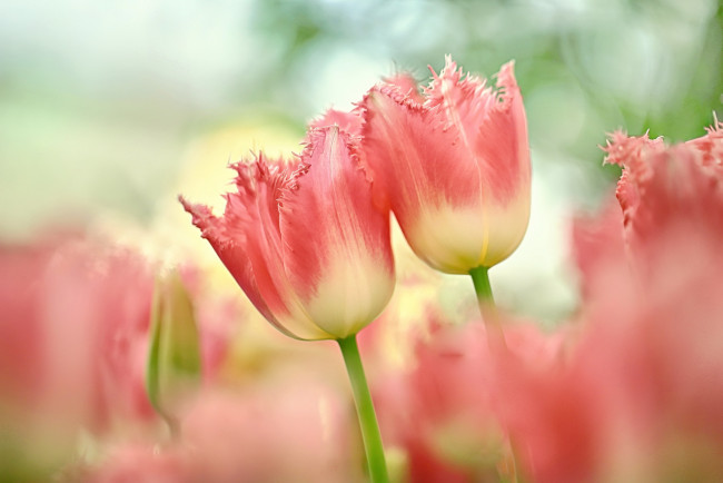 Обои картинки фото цветы, тюльпаны