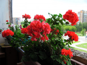 Картинка цветы герань алая