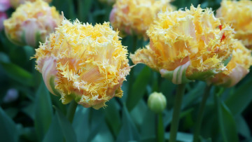 Картинка цветы тюльпаны махровые бутоны