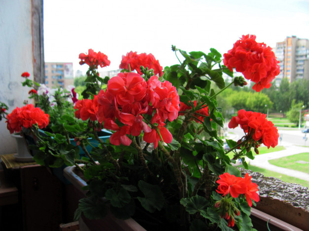 Обои картинки фото цветы, герань, алая