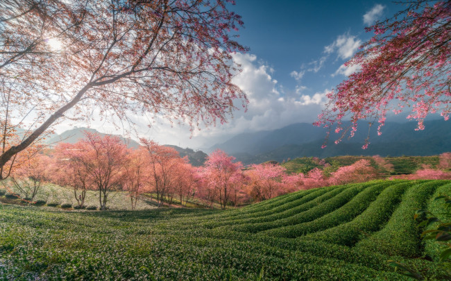 Обои картинки фото природа, поля, весна