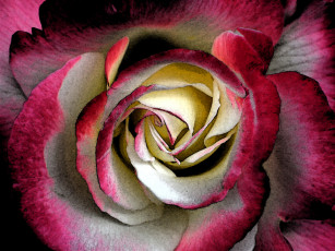 Картинка цветы розы