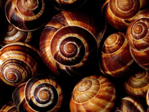 Картинка разное ракушки кораллы декоративные spa камни