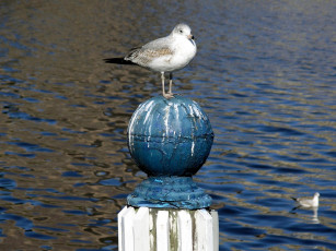 Картинка животные Чайки бакланы крачки