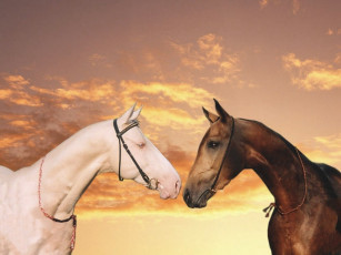 Картинка животные лошади