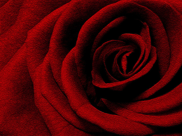 Обои картинки фото цветы, розы