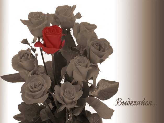 Обои картинки фото цветы, розы