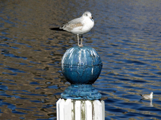 Обои картинки фото животные, Чайки, бакланы, крачки