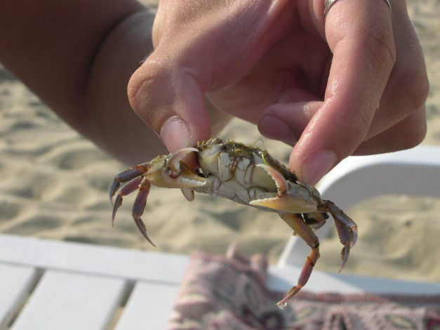 Обои картинки фото животные, крабы, раки