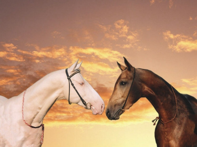 Обои картинки фото животные, лошади