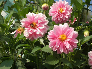 Картинка цветы георгины