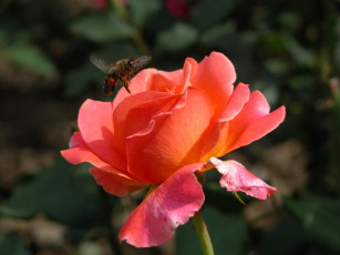 Картинка цветы розы