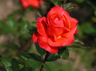 Картинка цветы розы