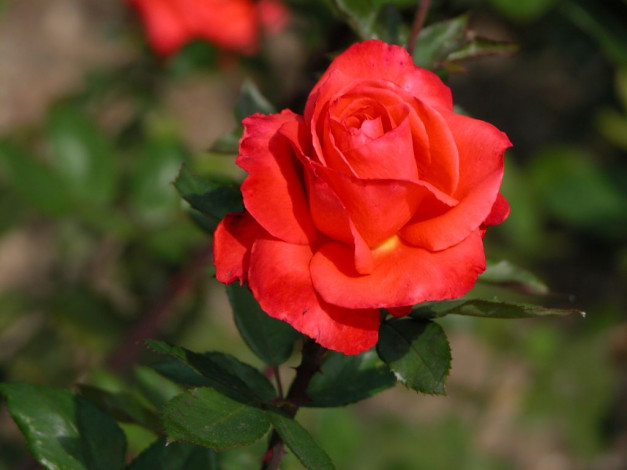 Обои картинки фото цветы, розы