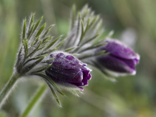 Картинка цветы анемоны адонисы