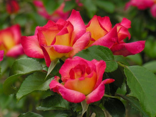 Картинка цветы розы