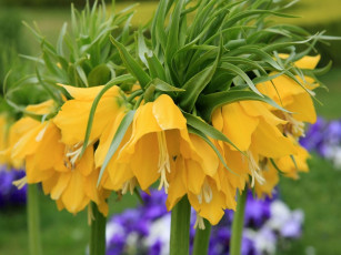 Картинка цветы рябчики