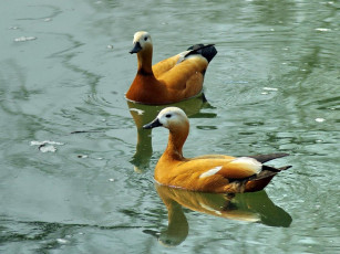 Картинка огарь животные утки