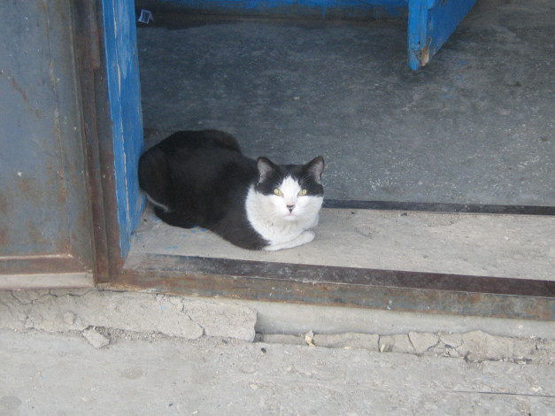 Обои картинки фото животные, коты