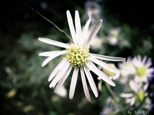 Картинка цветы луговые полевые