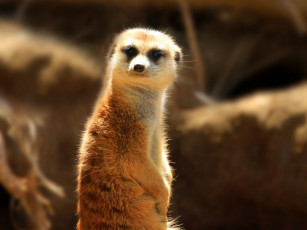 Картинка животные сурикаты