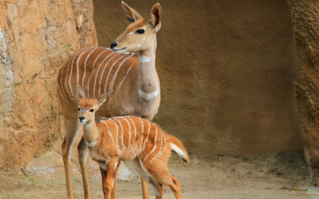 Картинка животные антилопы