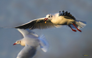 Картинка животные Чайки бакланы крачки