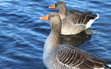 Картинка животные гуси