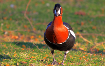 Картинка животные гуси