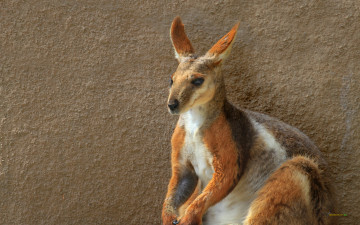 Картинка животные кенгуру