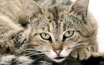 Картинка животные коты