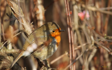 Картинка животные зарянки малиновки