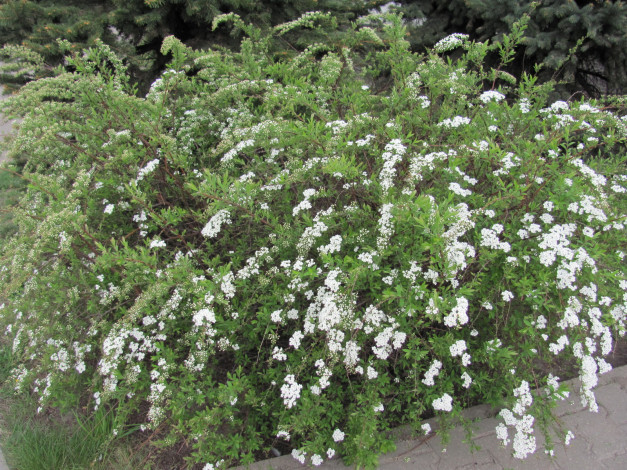 Обои картинки фото цветы, цветущие, деревья, кустарники