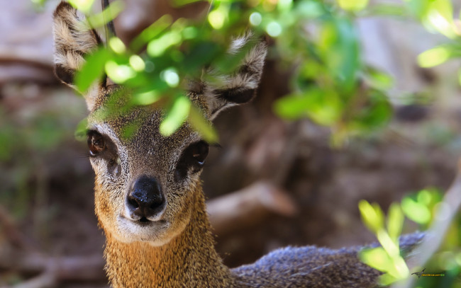 Обои картинки фото африканская, антилопа, животные, антилопы