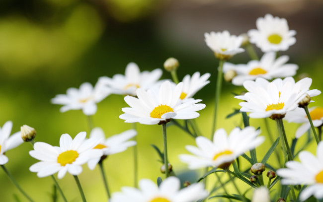 Обои картинки фото цветы, ромашки