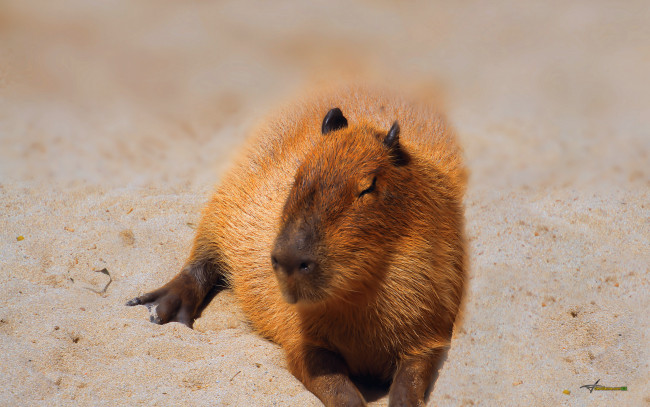 Обои картинки фото водосвинка, животные, капибары