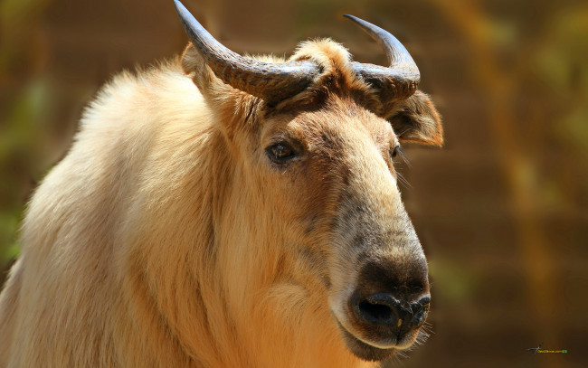 Обои картинки фото животные, антилопы