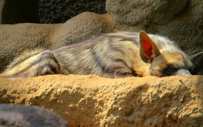 Обои картинки фото животные, гиены, гиеновые, собаки